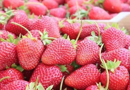 Velmer 4* Lefke-Karadağ