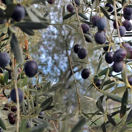 Velmer Hotel Lefke-Karadağ