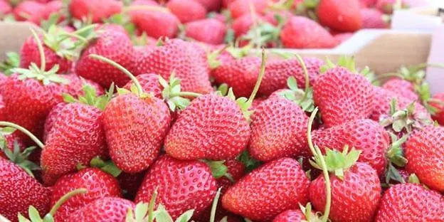 Velmer 4* Lefke-Karadağ